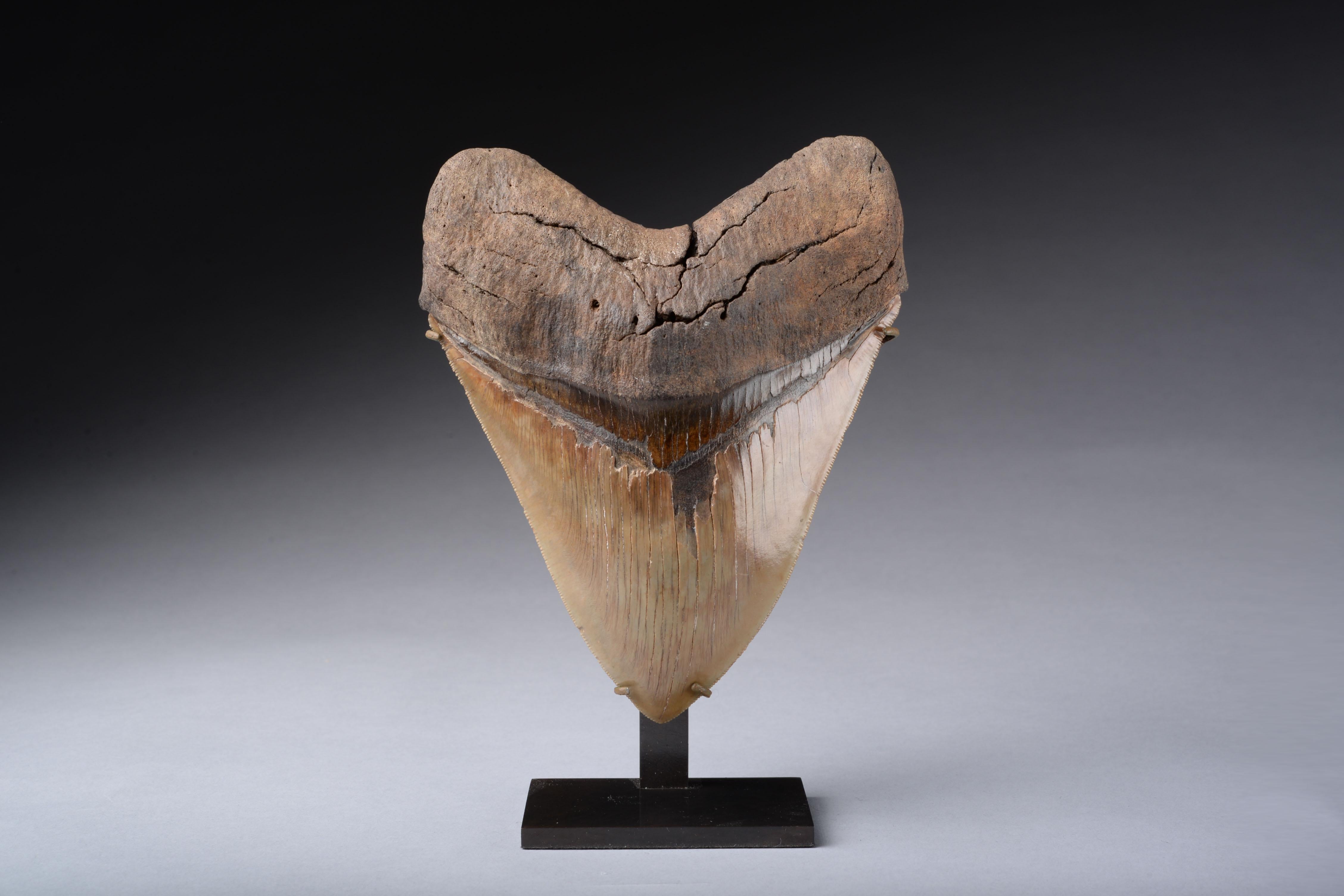 Grande dent de mégalodon
Circa 25-2 Million y/o

Cette dent dentée extrêmement grande et magnifiquement conservée aurait autrefois tapissé la bouche d'un requin Megalodon (Carcharocles megalodon). La taille de 15,24 cm est impressionnante et
