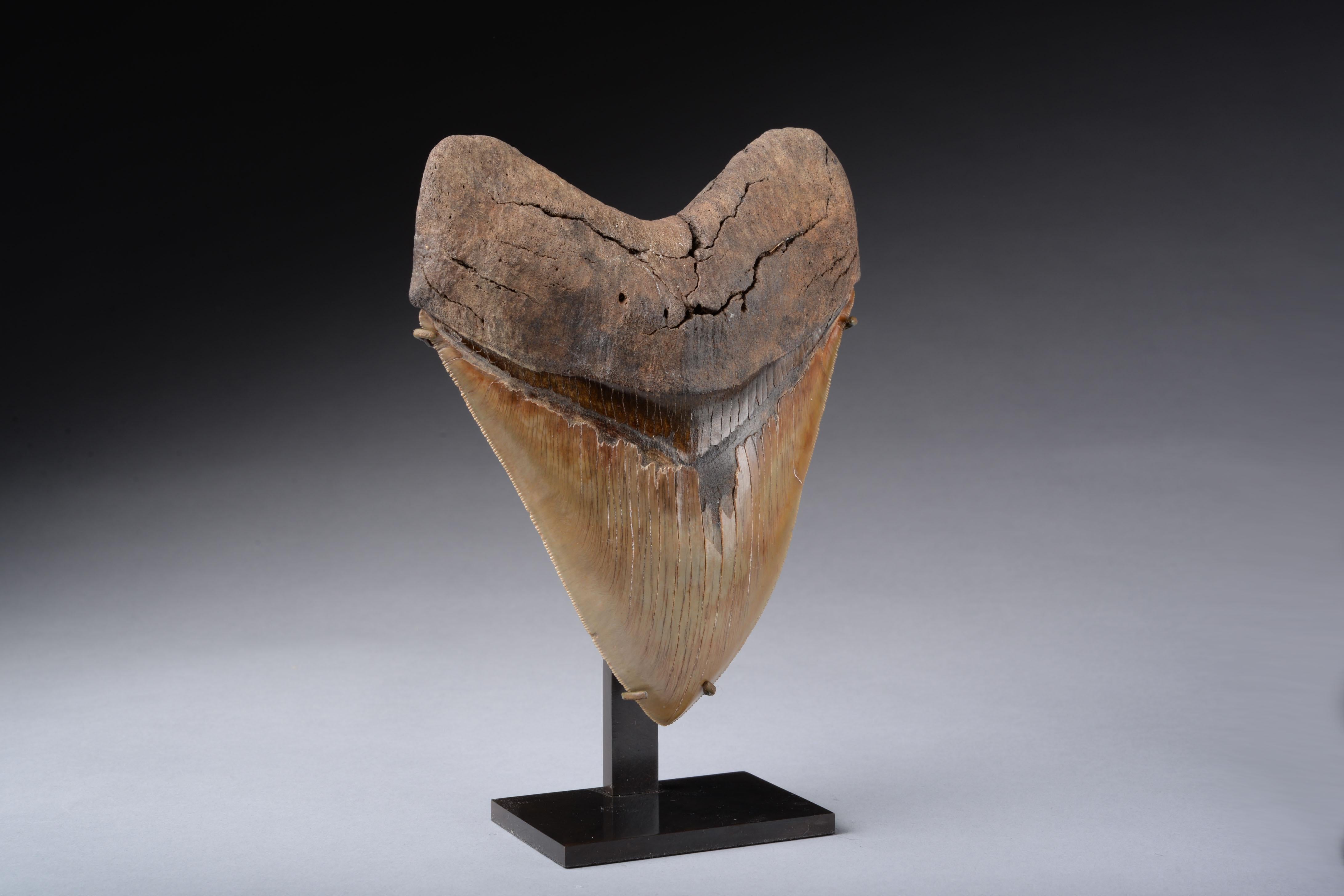 vrai dent de megalodon prix