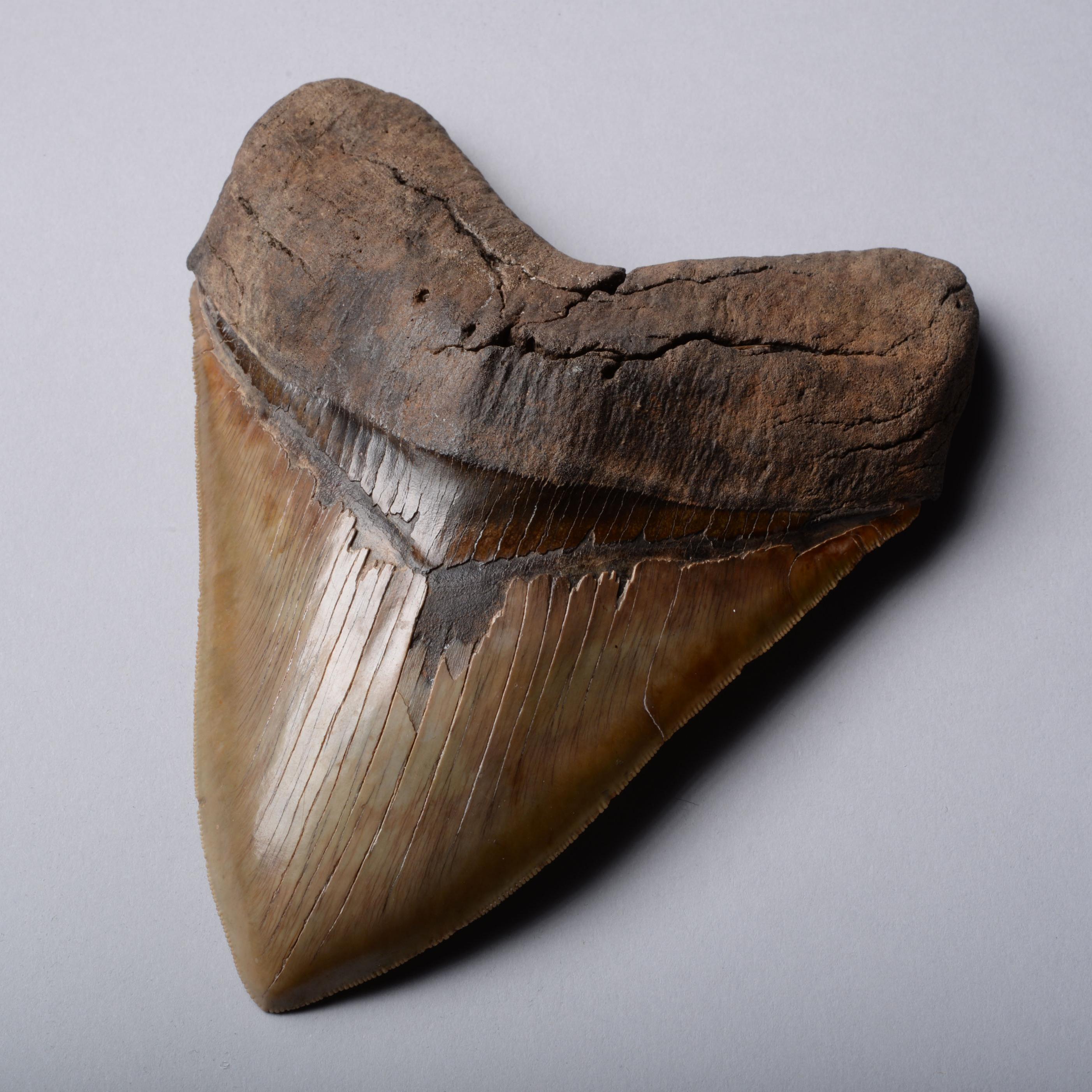 combien vaut une dent de megalodon