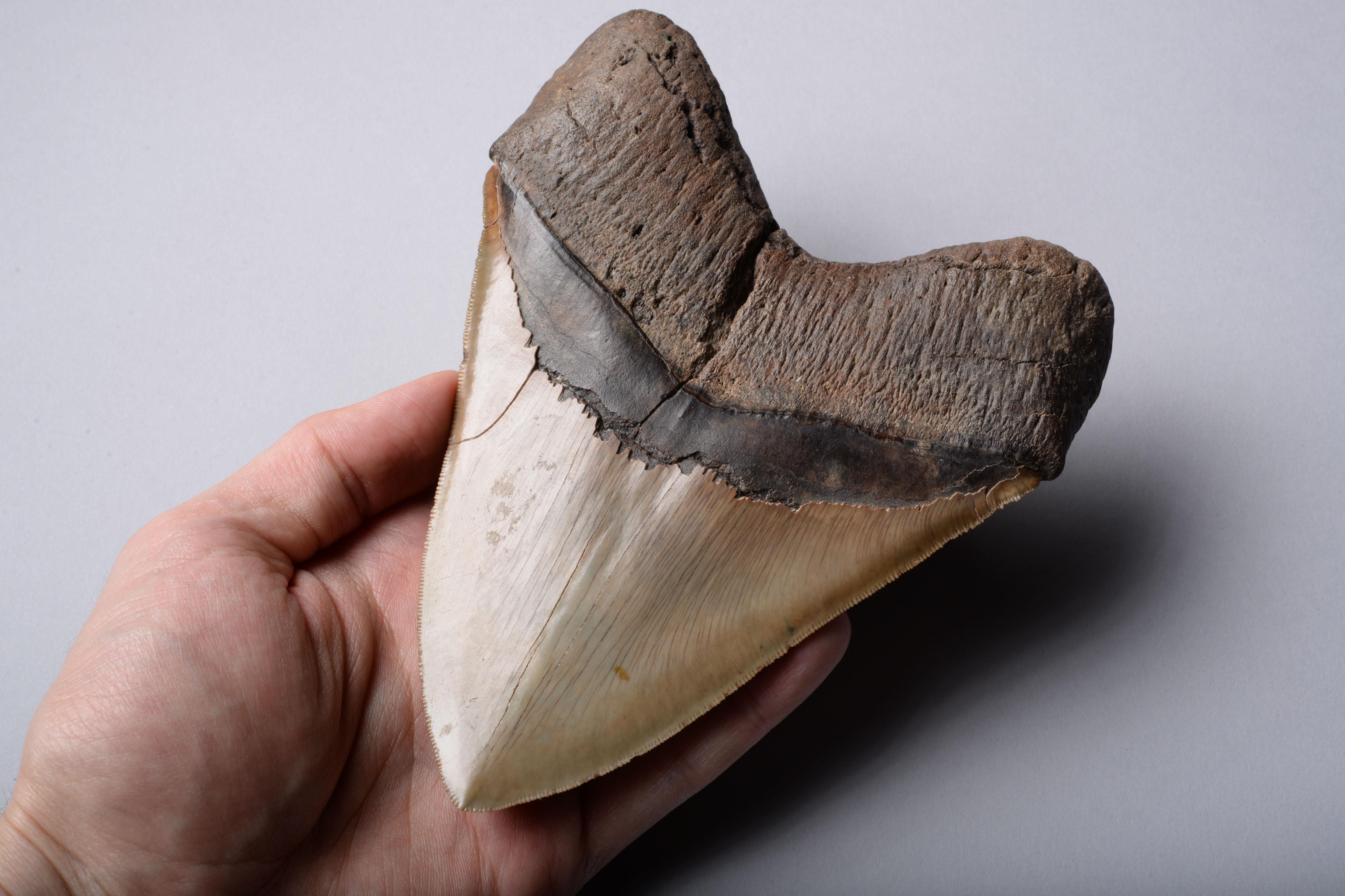 taille dent megalodon