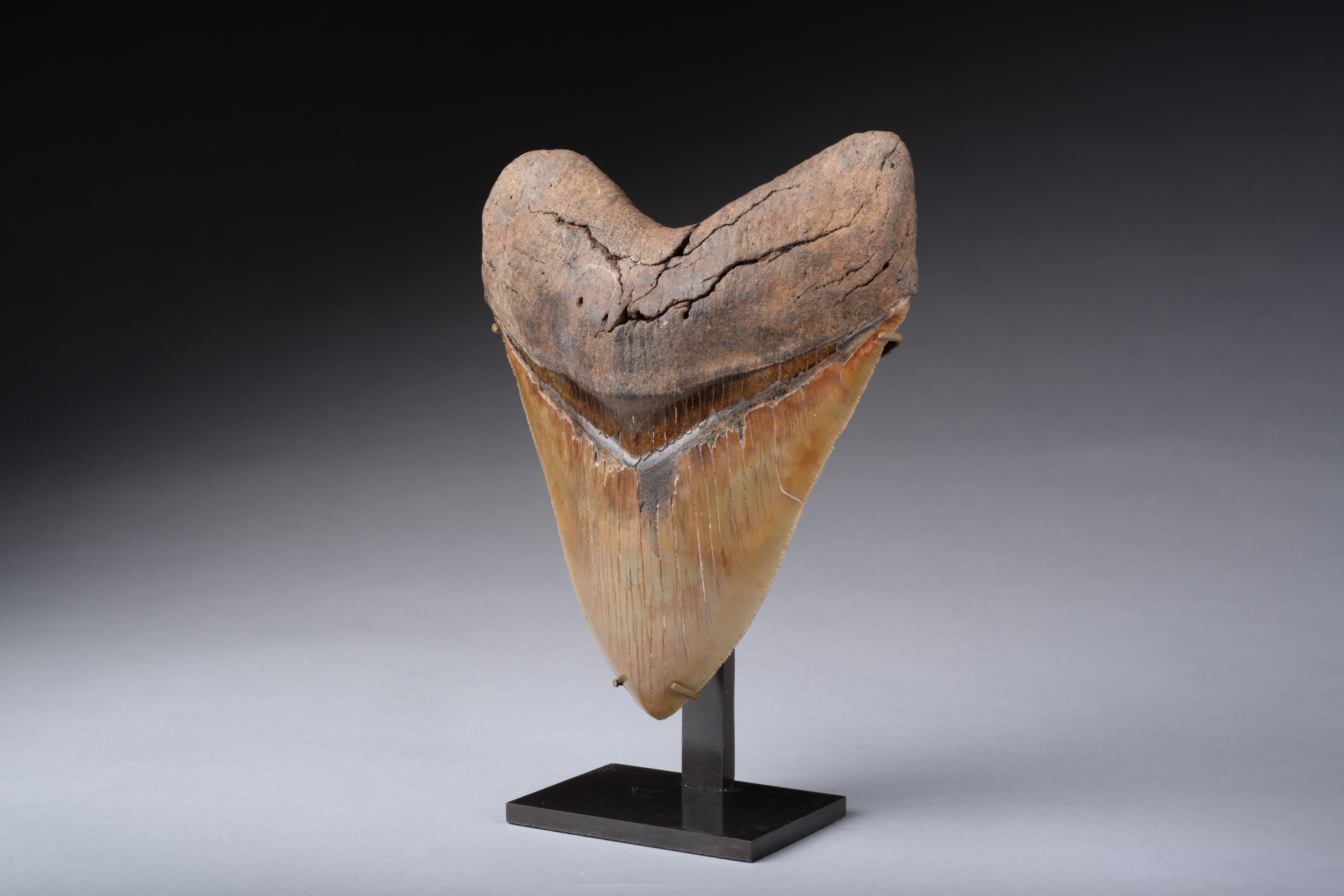 Américain Dent de Megalodon extrêmement grande
