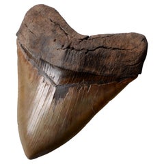 Dent de Megalodon extrêmement grande