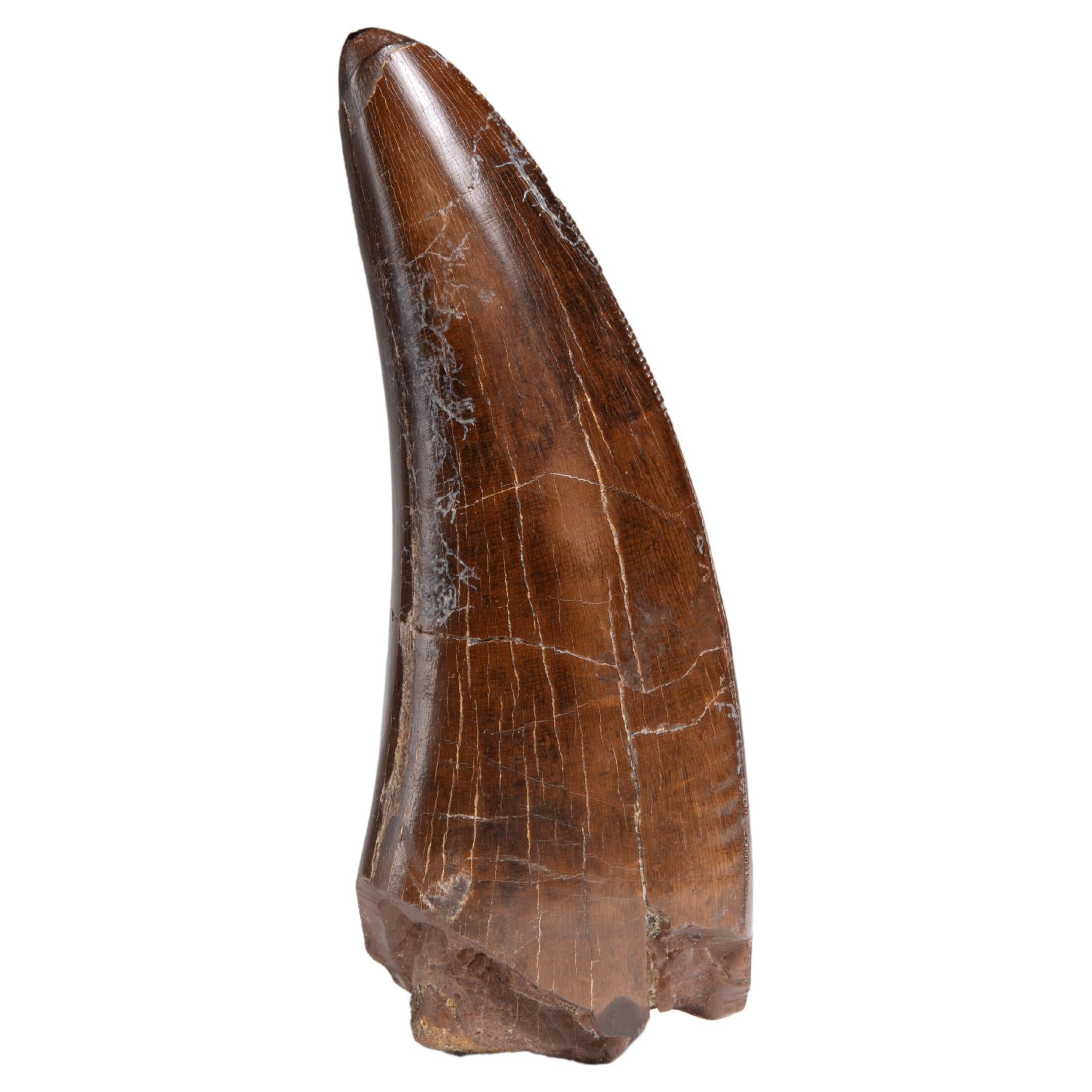 Tyrannosaurus Rex Tooth Fossil