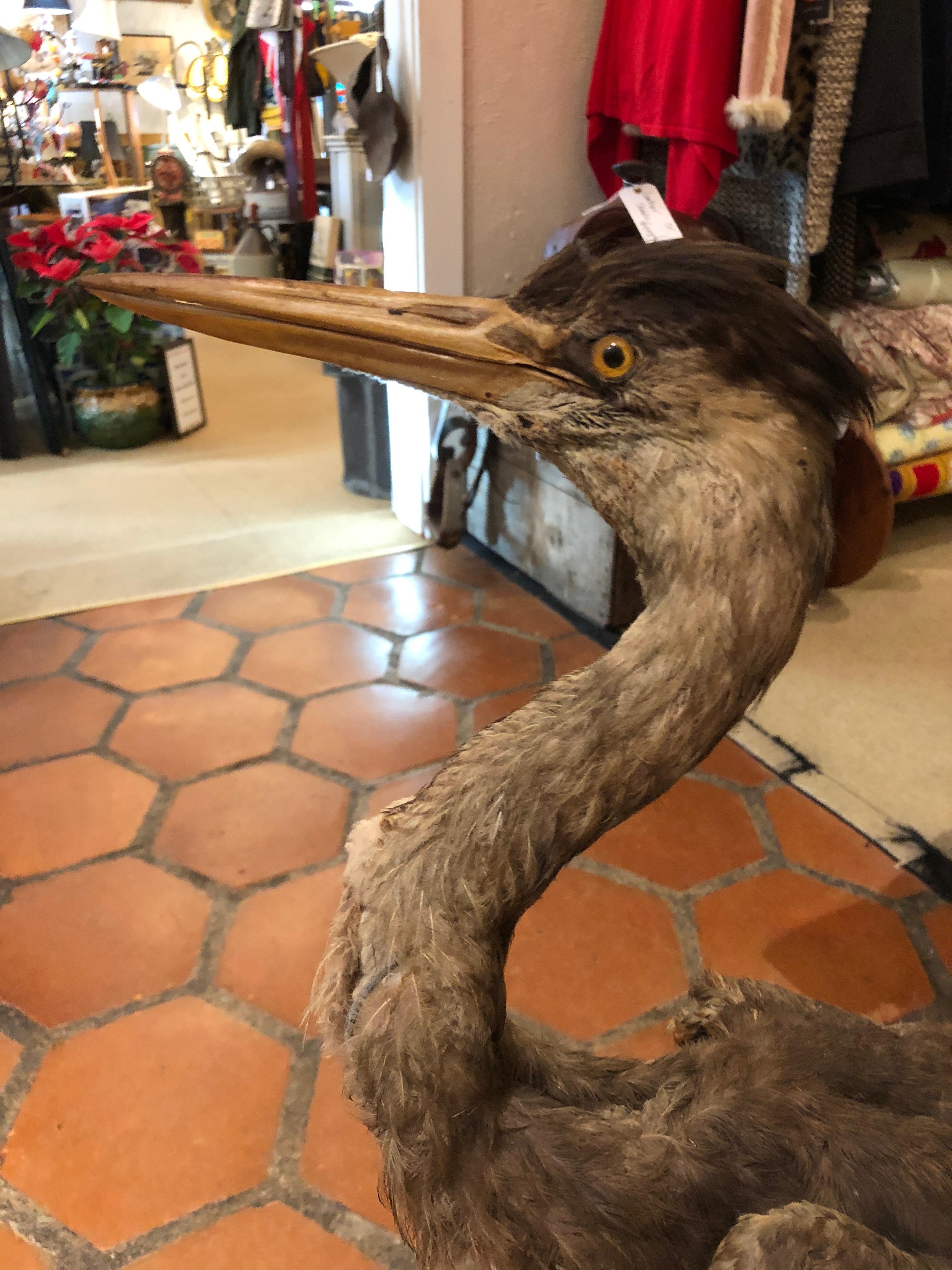 For the taxidermy collector, an extremely lifelike stuffed heron in all her feathery beauty.