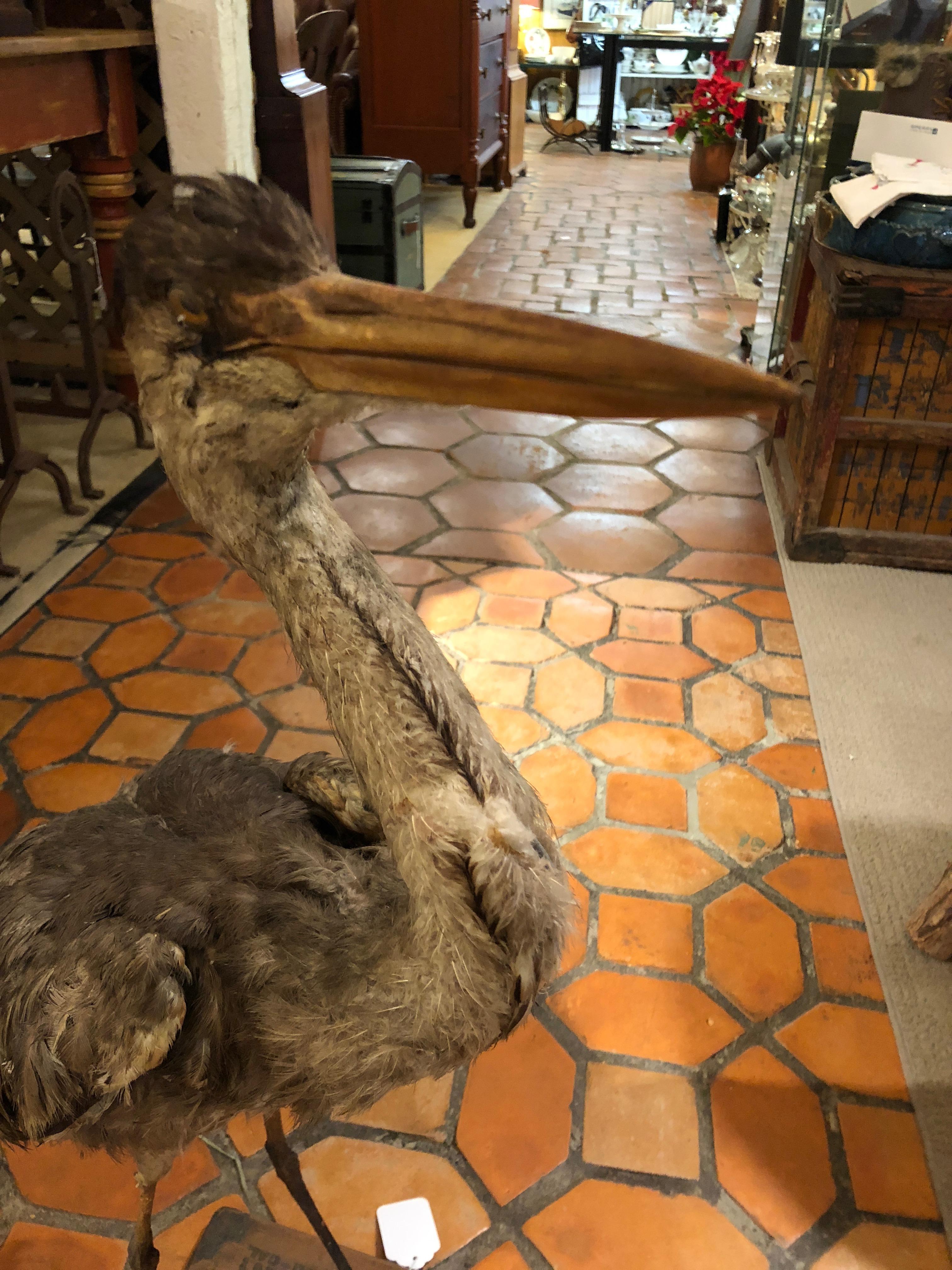 heron taxidermy