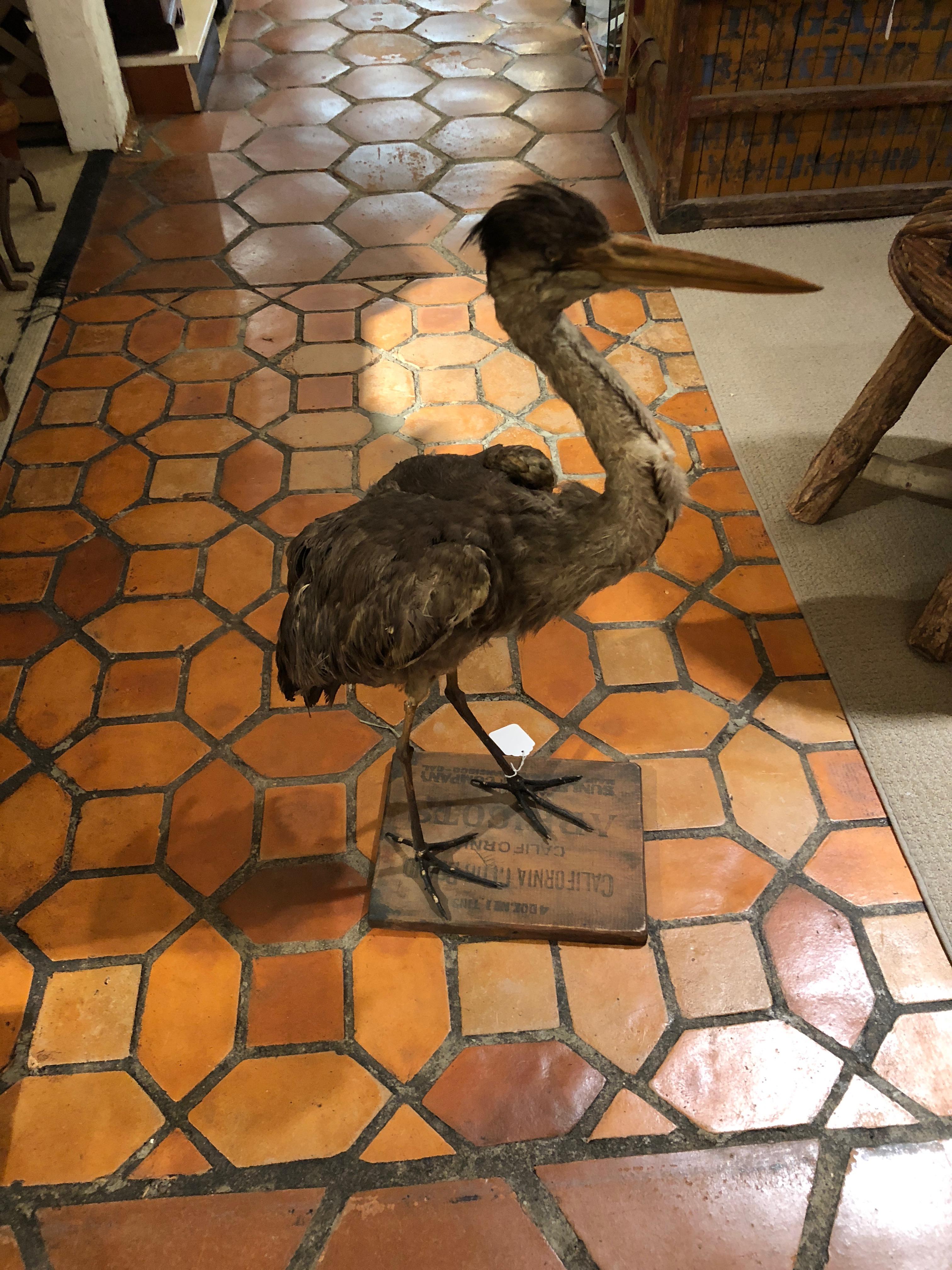 taxidermy heron for sale