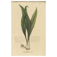 Extremely Nice Handcolored Lithograph of Ferns of Indonesia 'Polypodium', 1829