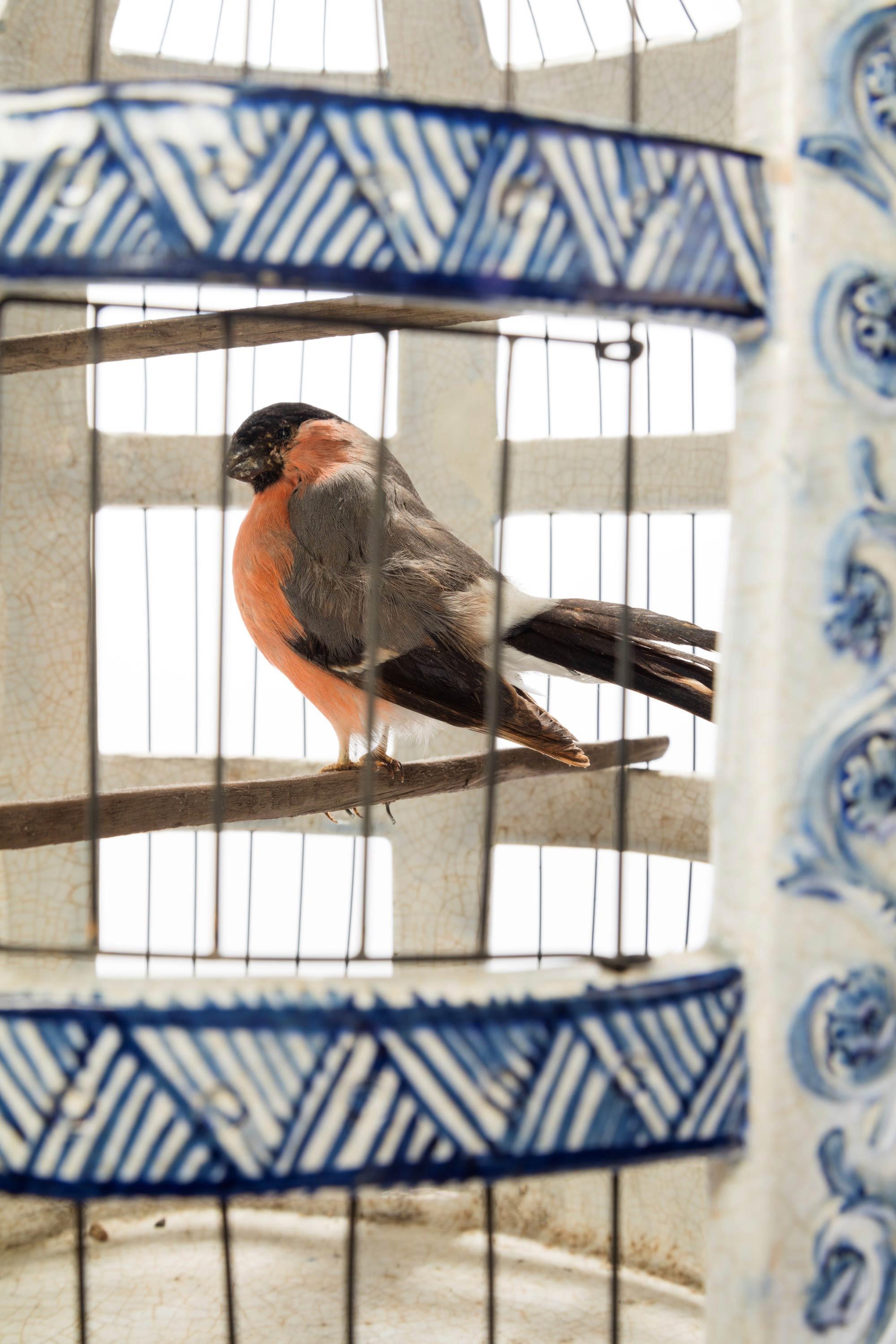 An extremely rare 18th century Delft, Dutch, blue and white pottery birdcage. In quite incredible original state.

Delftware or Delft pottery, also known as Delft Blue is a general term now used for Dutch tin-glazed earthenware, a form of faience.