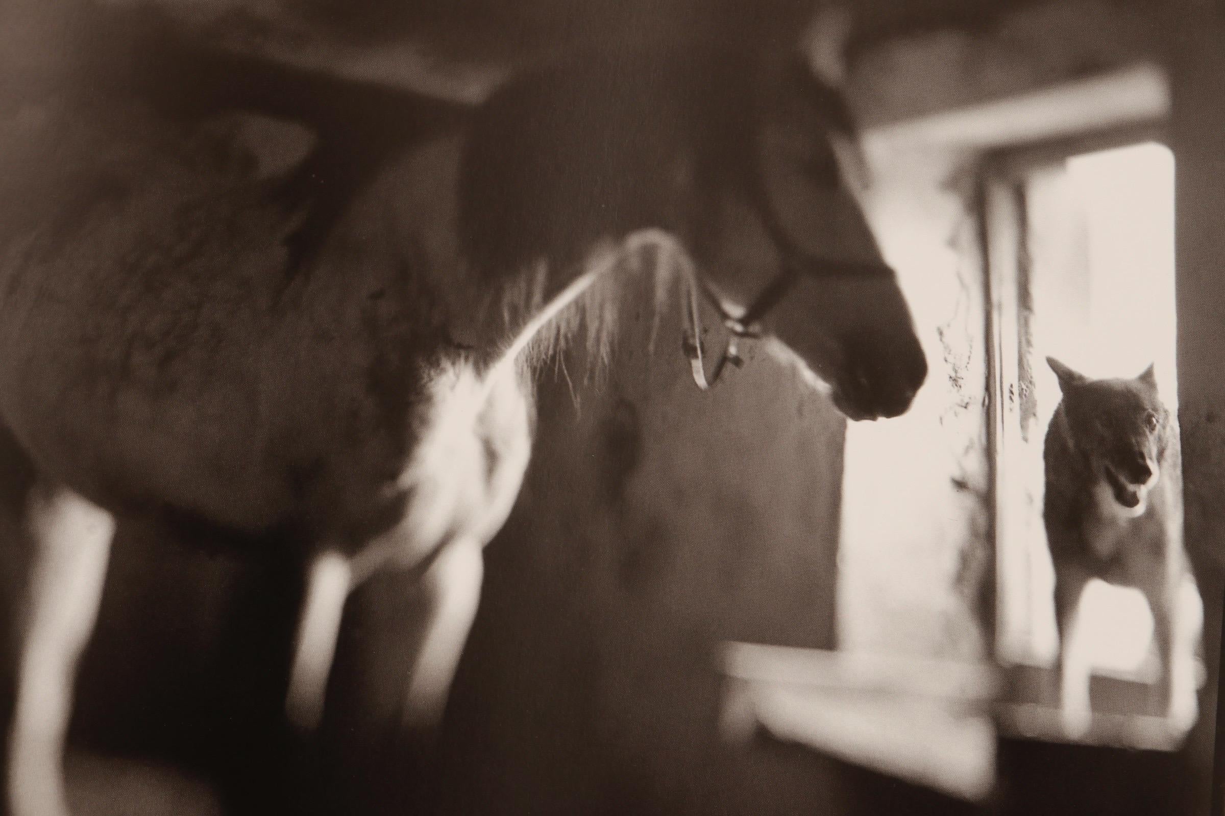 Ezekiel's Horse Keith Carter Photographs. Hardcover book with dustjacket. Stated first edition published in 2000 by University of Texas Press. Printed in Hong Kong.