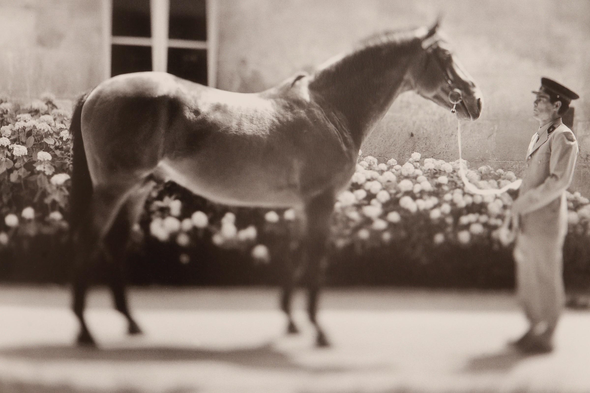 Hong Kong Ezekiel's Horse Keith Carter Photographs For Sale