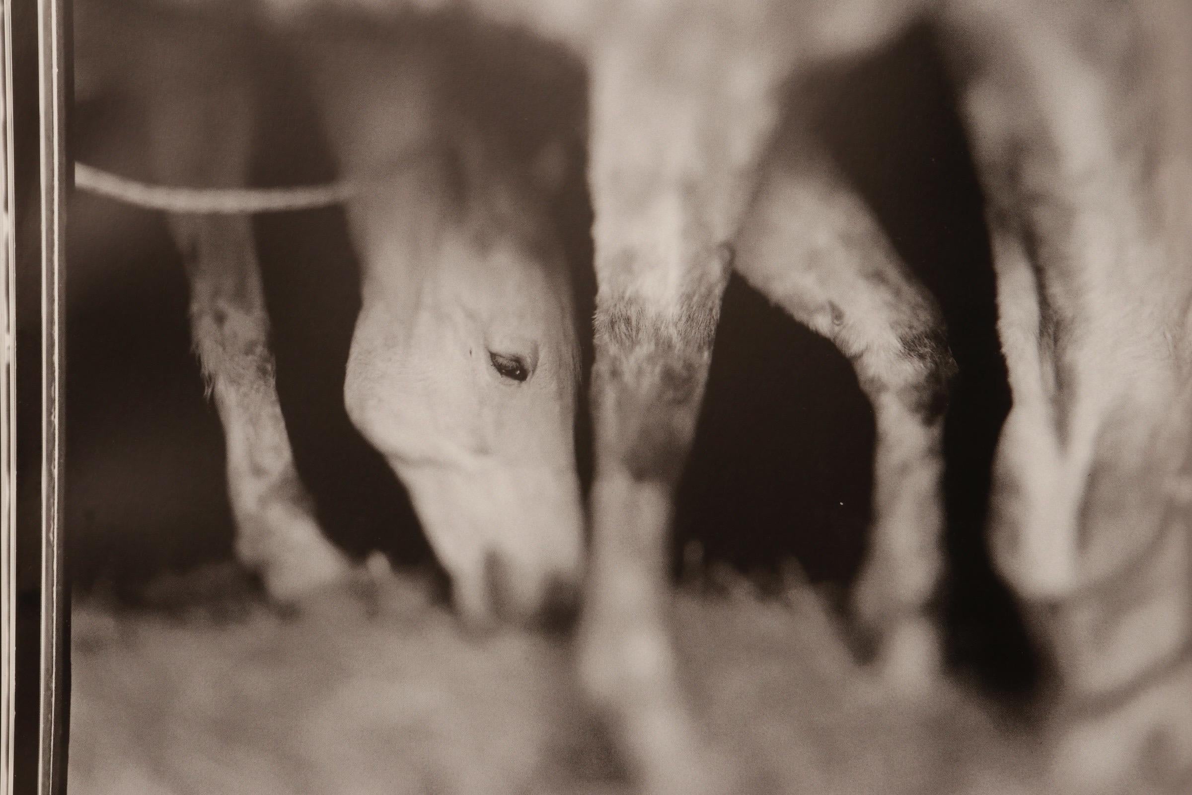 Contemporary Ezekiel's Horse Keith Carter Photographs For Sale