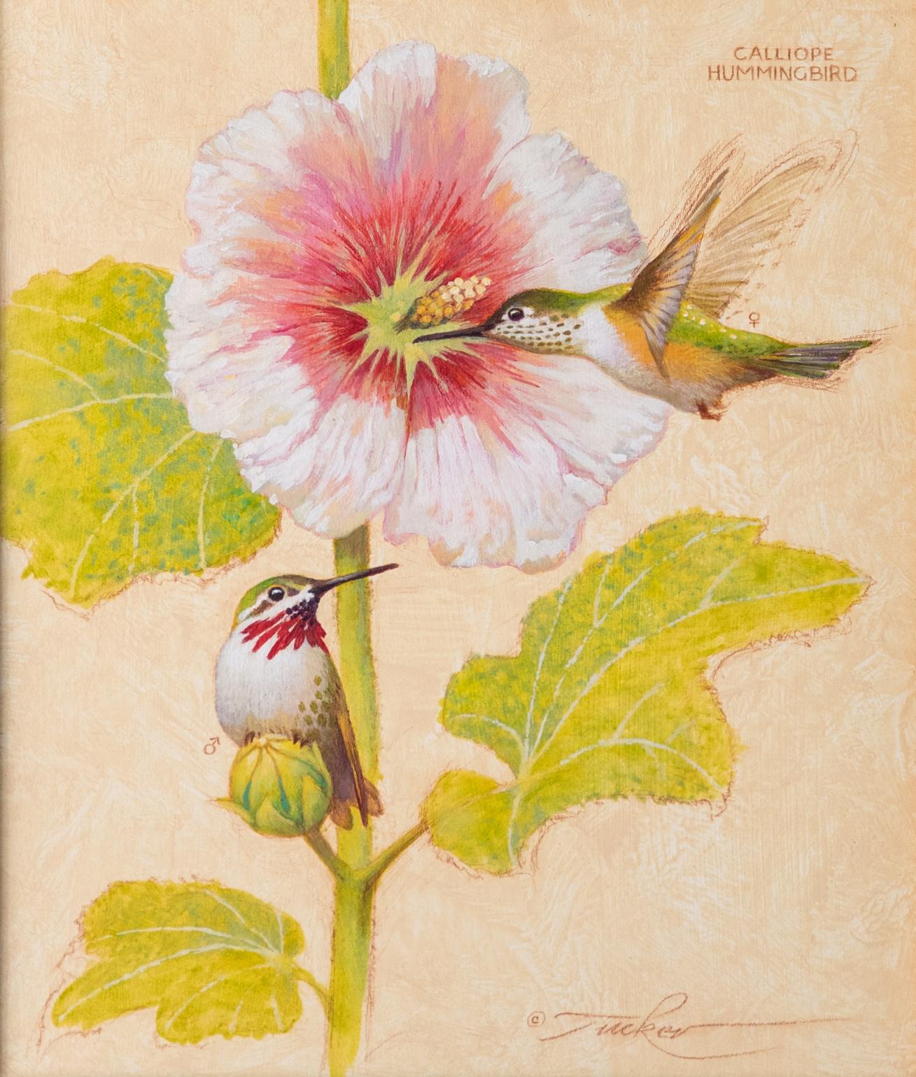 Sternwartenkolibri (Realismus), Painting, von Ezra Tucker