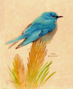 Mountain Bluebird