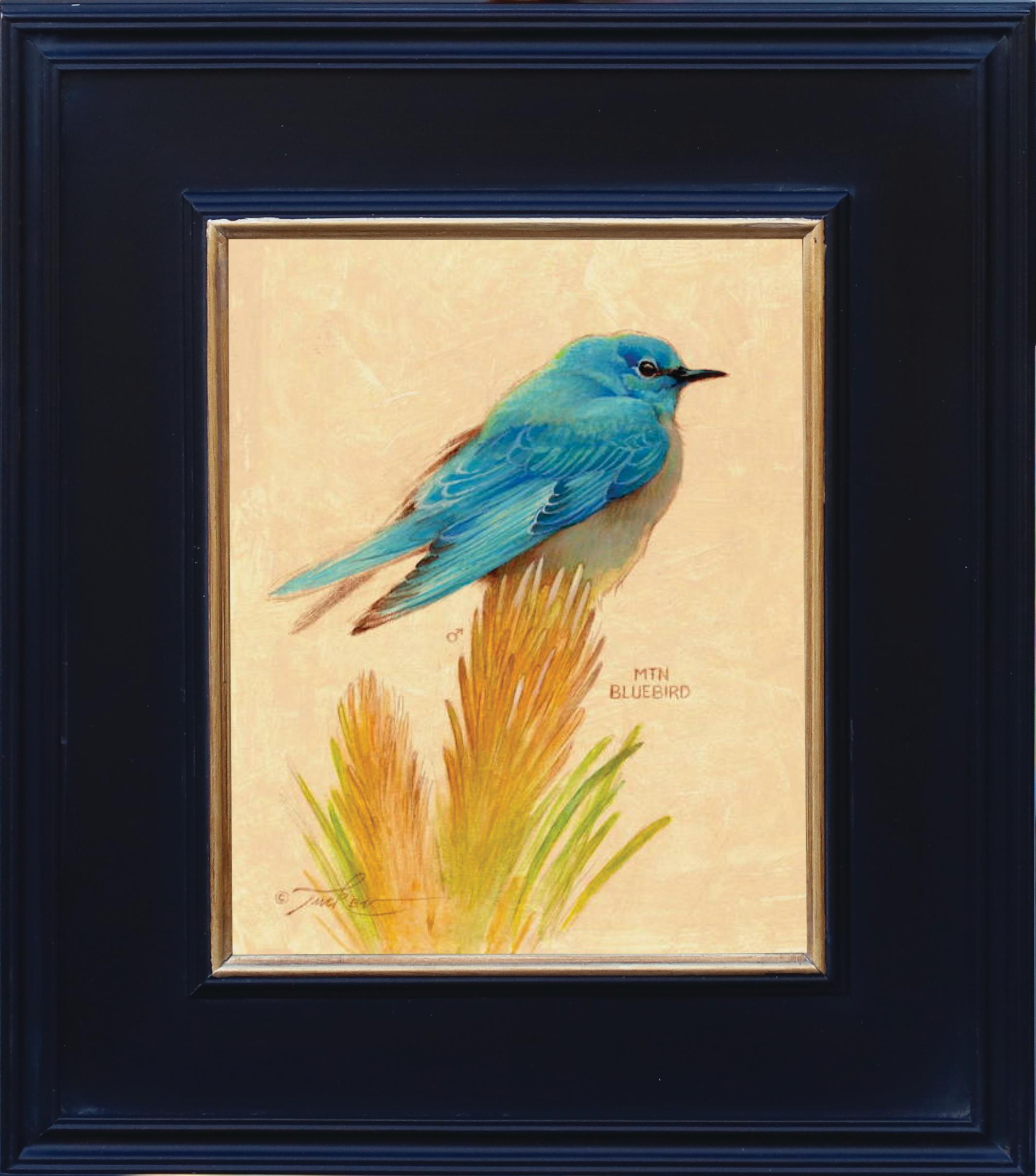 Mountain Bluebird
