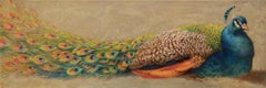 Proud Peacock