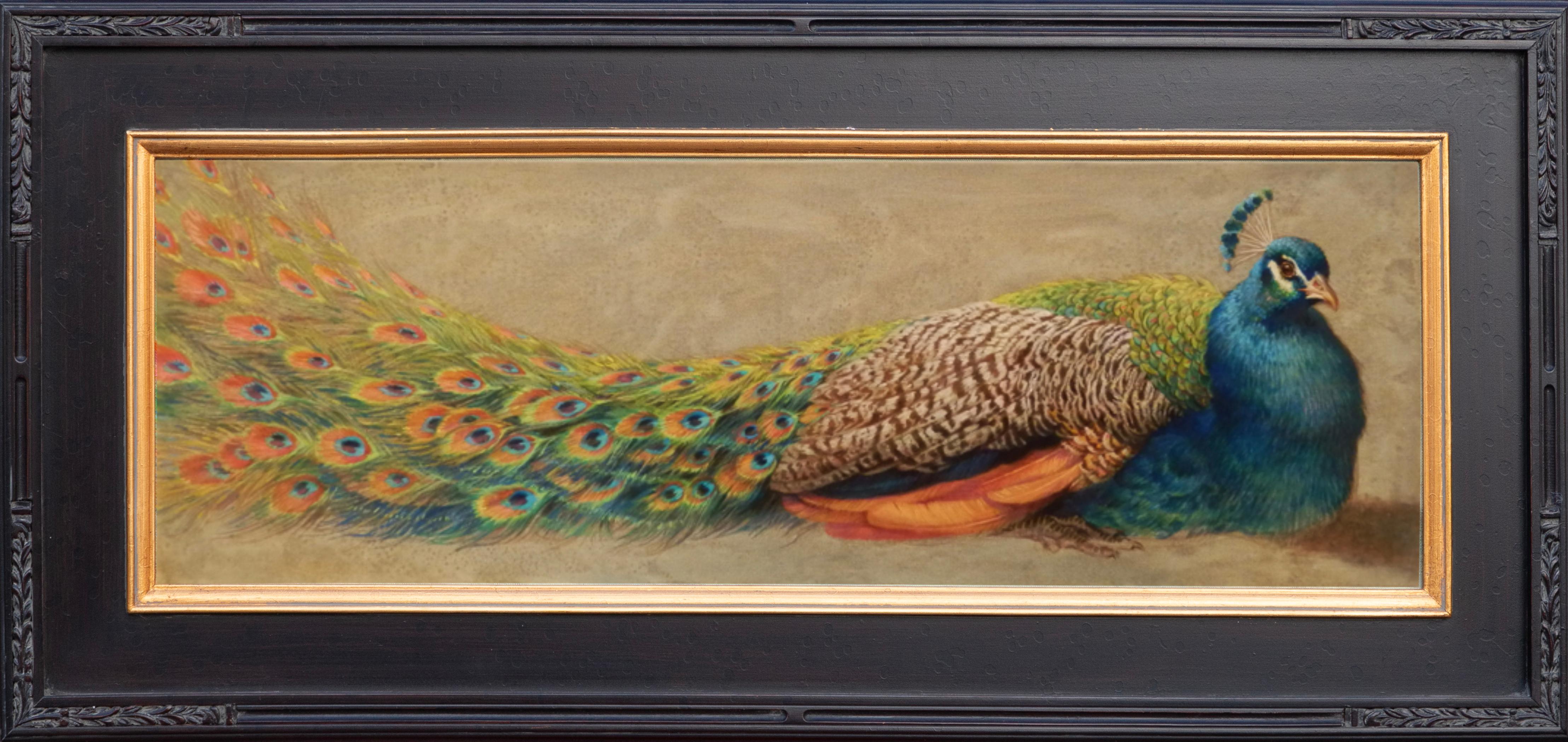 Proud Peacock