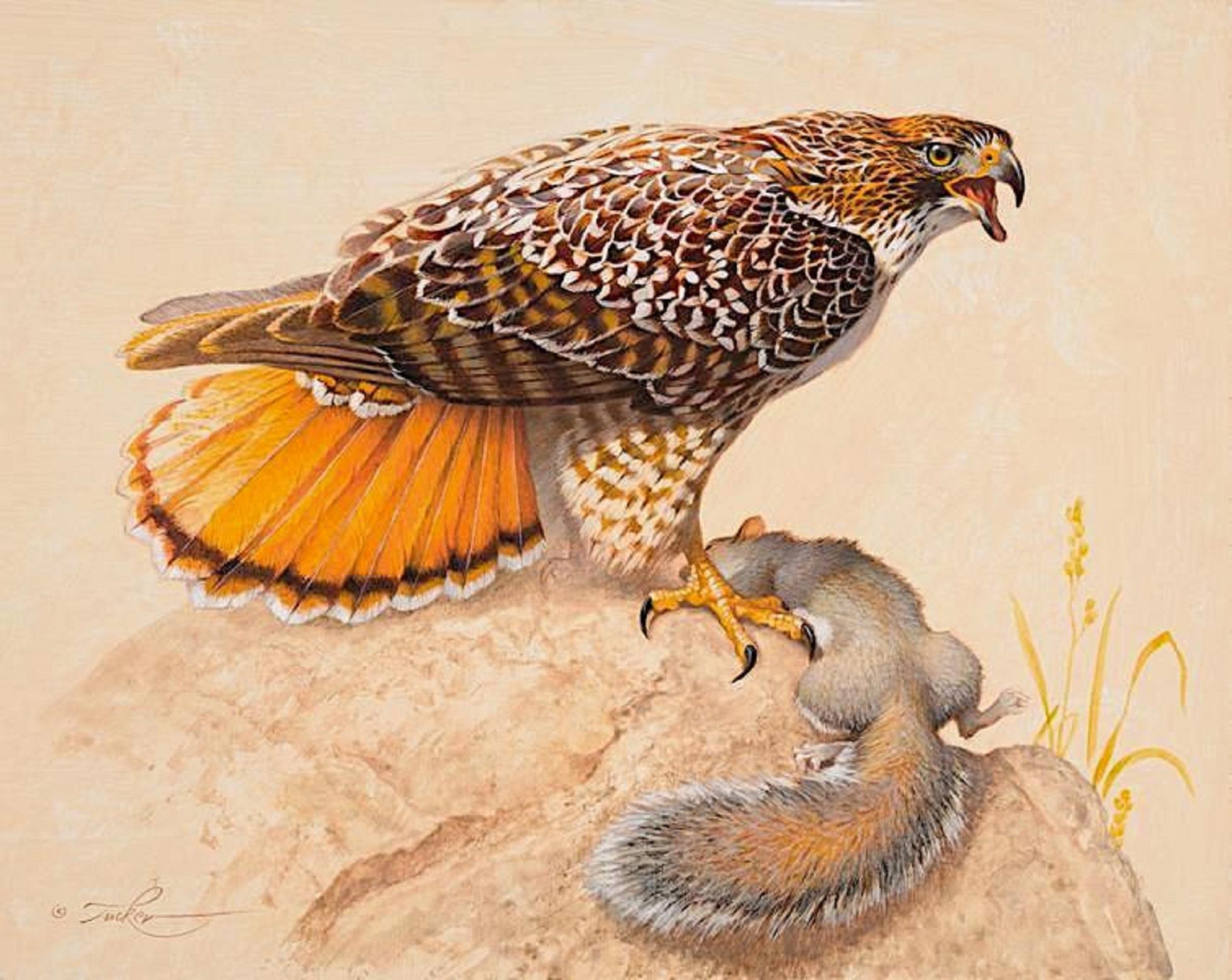 Red-Tailed Hawk & Grey Squirrel - Realist Painting by Ezra Tucker