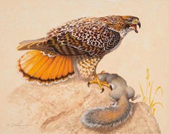 Red-Tailed Hawk & Grey Squirrel