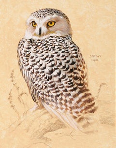 Snowy Owl