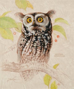 Western Screech Owl