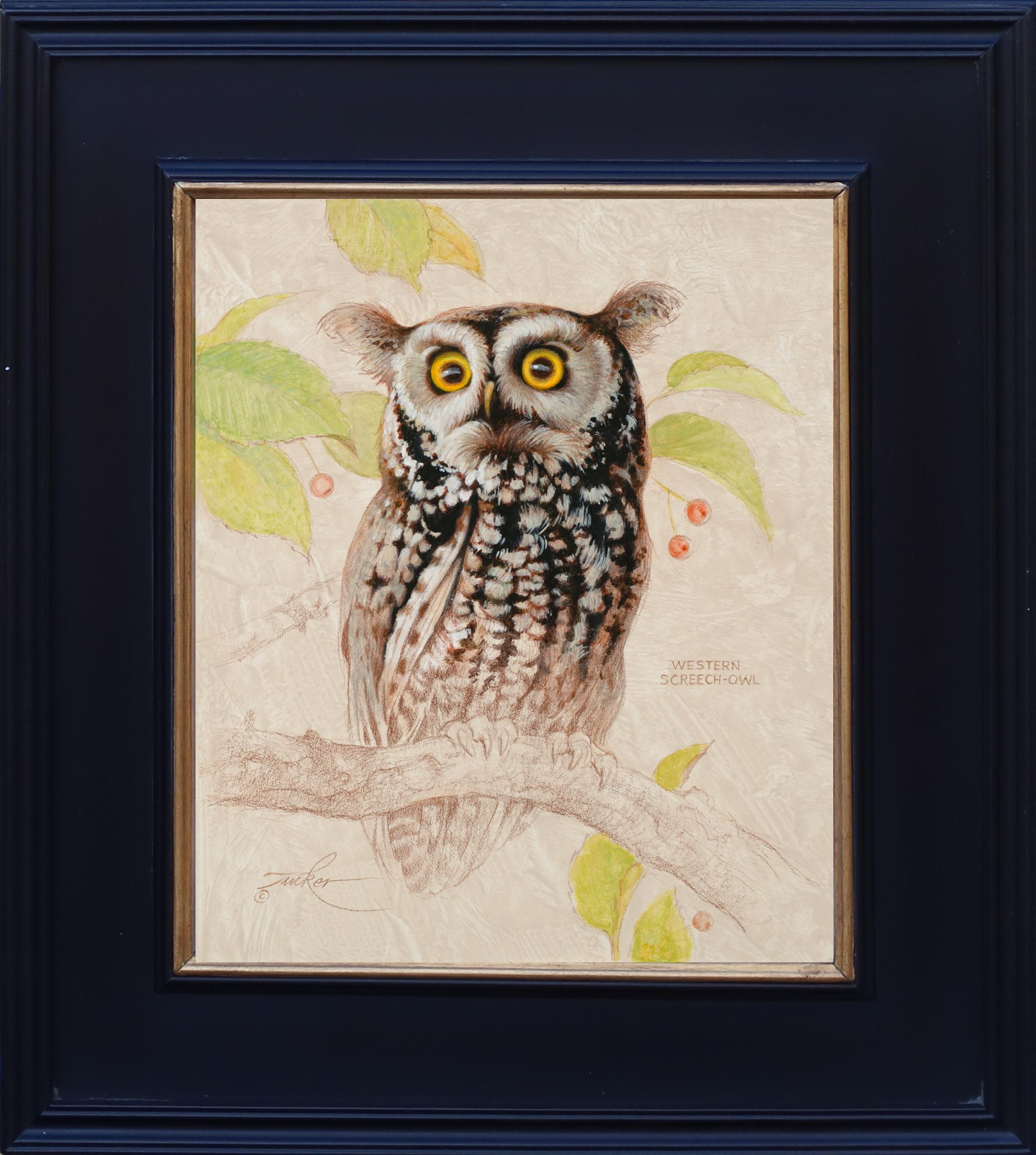 Western Screech Owl