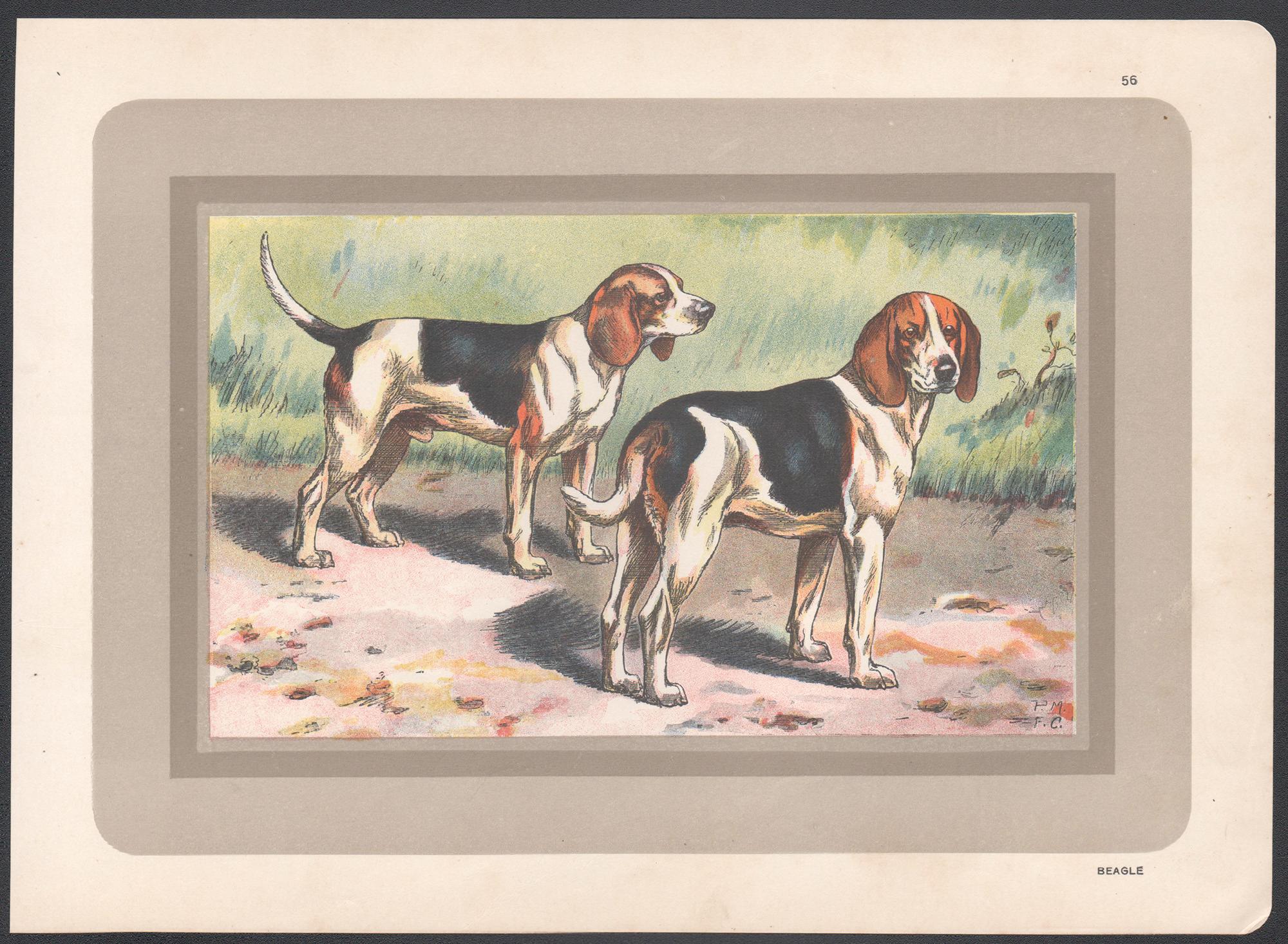 Beagle, impression chromolithographie d'un chien de chasse français, 1931 - Print de F Castellan