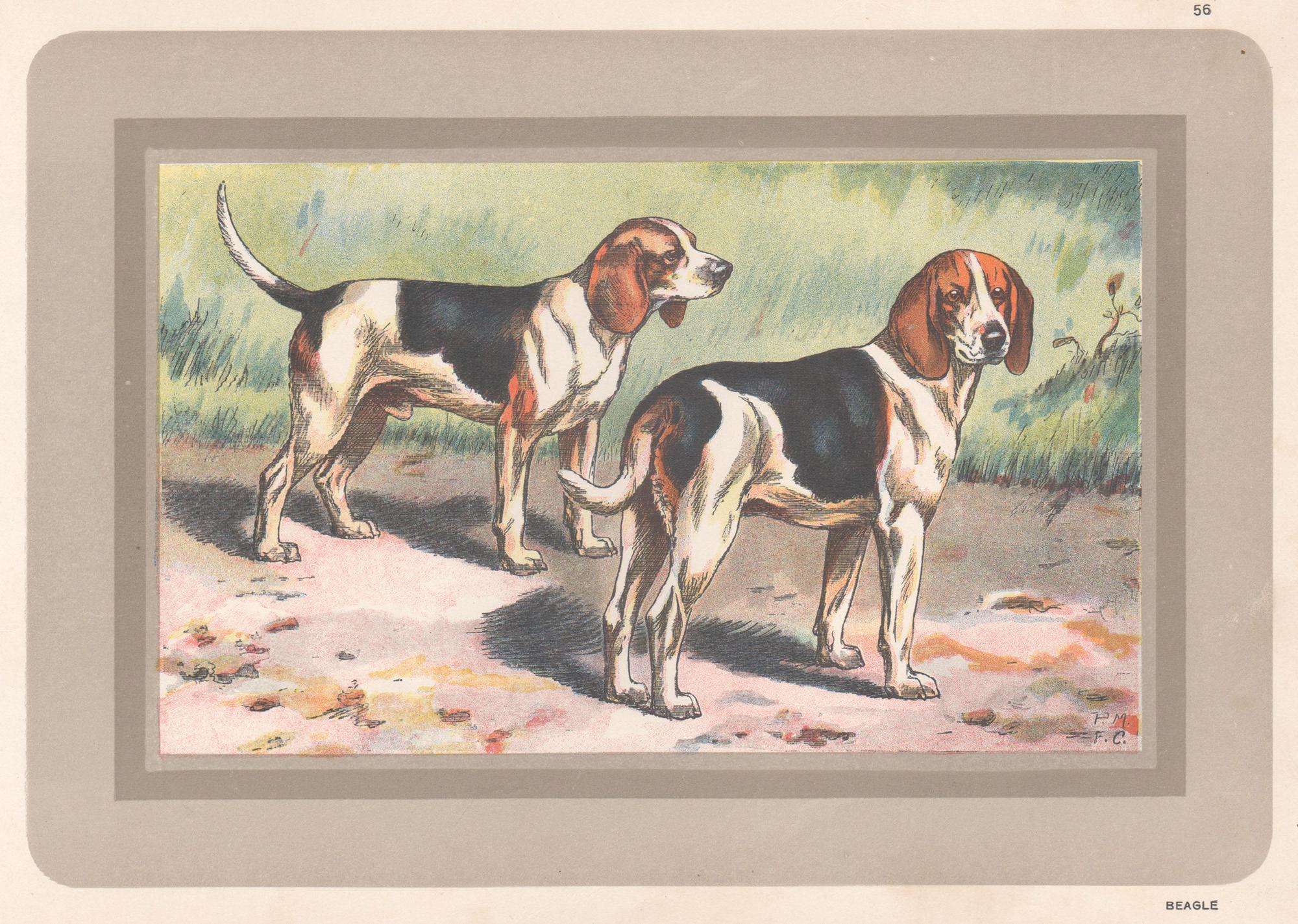 Animal Print F Castellan - Beagle, impression chromolithographie d'un chien de chasse français, 1931