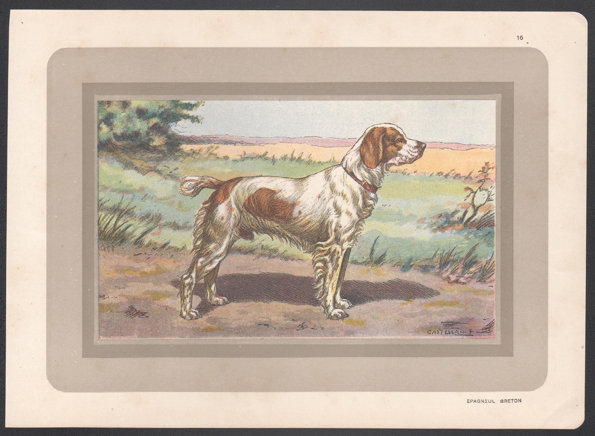 Brittany Spaniel, French hound dog chromolithograph print, 1931 - Print by F Castellan