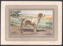 Brittany Spaniel, French hound dog chromolithograph print, 1931