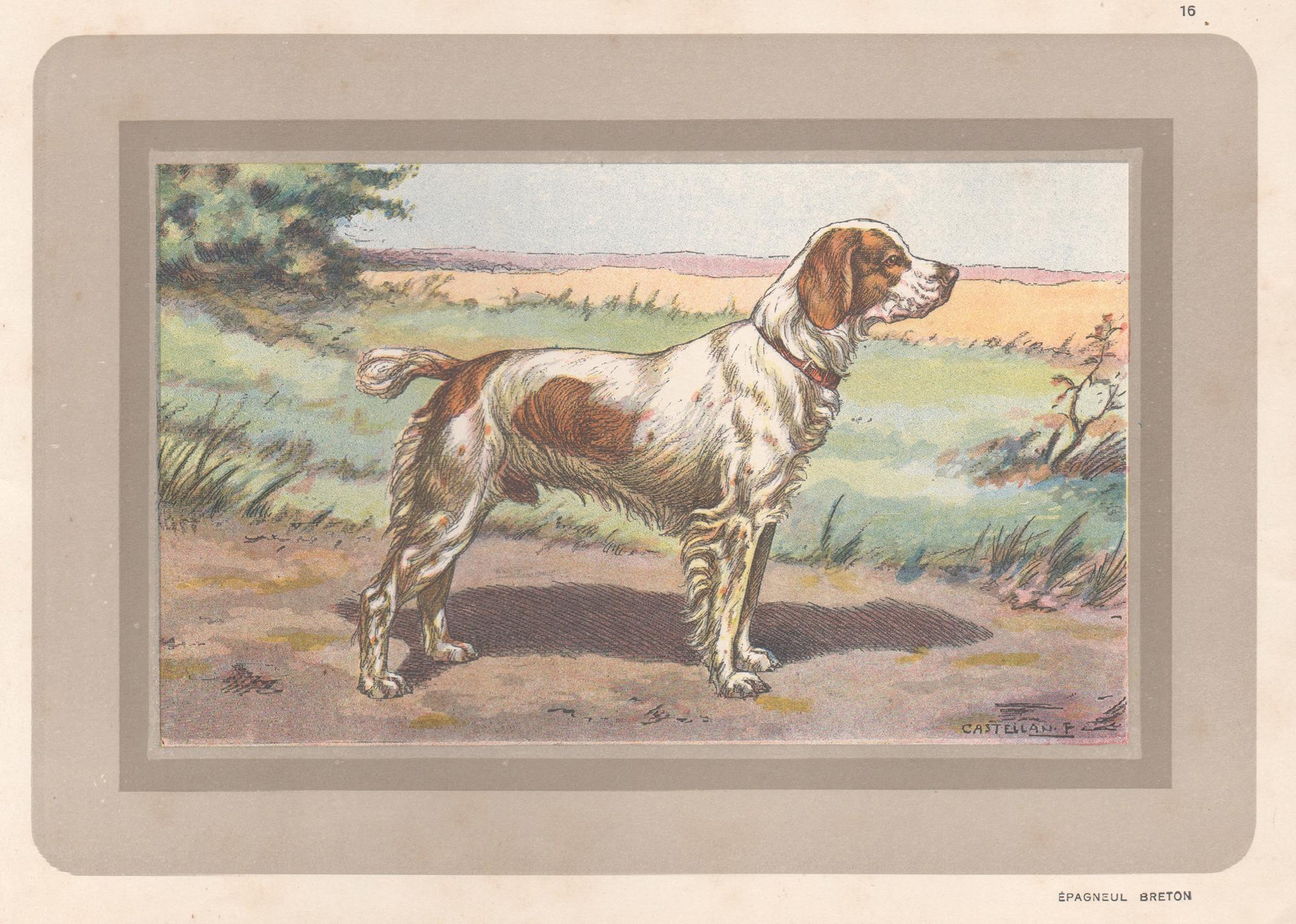 F Castellan Animal Print - Brittany Spaniel, French hound dog chromolithograph print, 1931