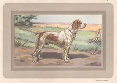 Brittany Spaniel, French hound dog chromolithograph print, 1931