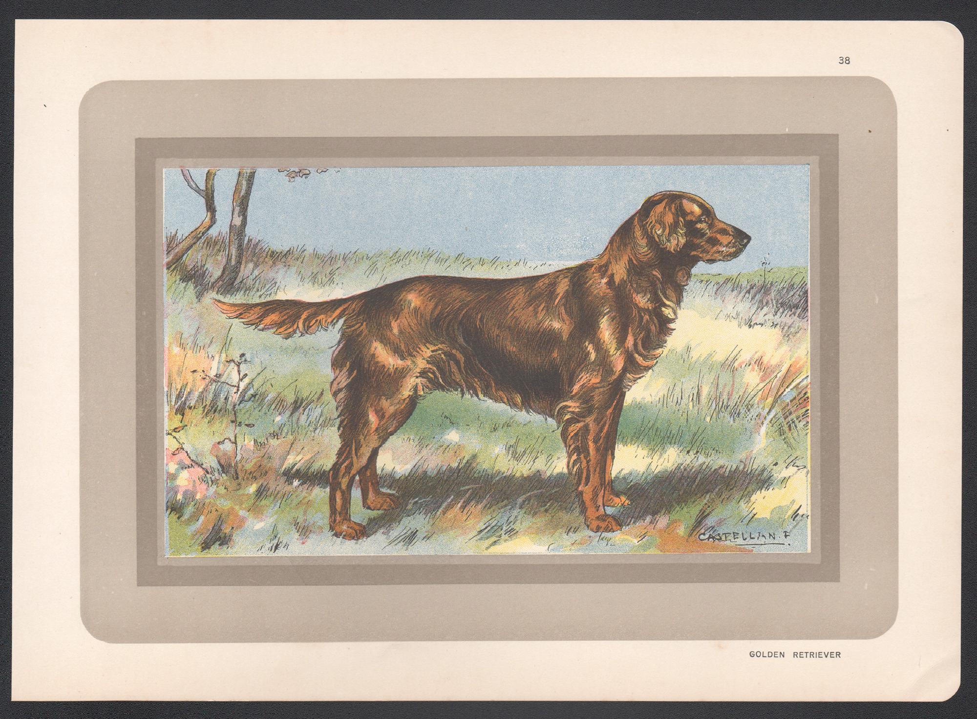 Golden Retriever, Französischer Chromolithographiedruck mit Hund, 1931 – Print von F Castellan
