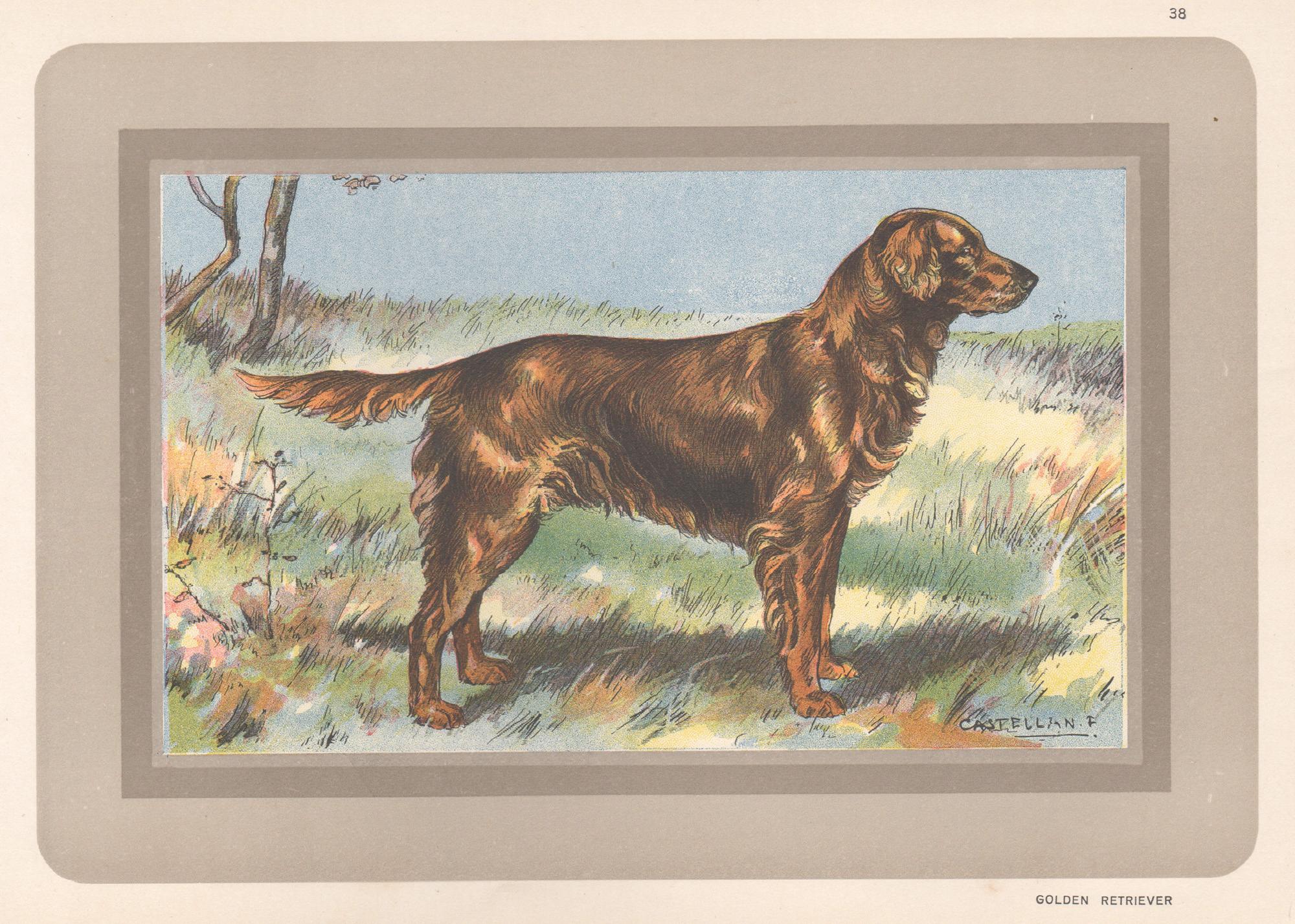 F Castellan Animal Print – Golden Retriever, Französischer Chromolithographiedruck mit Hund, 1931