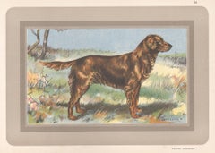 Vintage Golden Retriever, French hound dog chromolithograph print, 1931