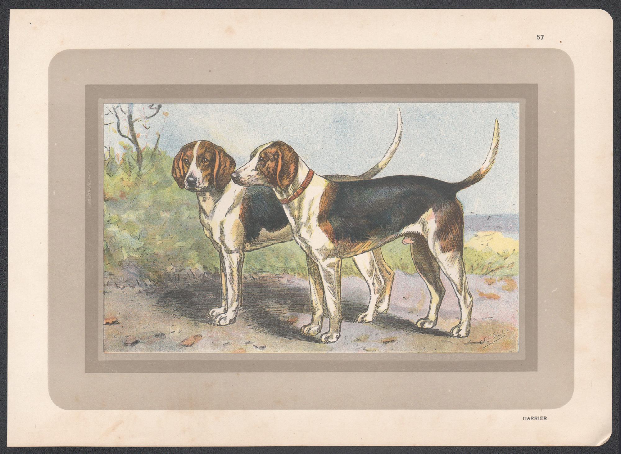 Harrier, French hound dog chromolithograph print, 1931 - Print by F Castellan