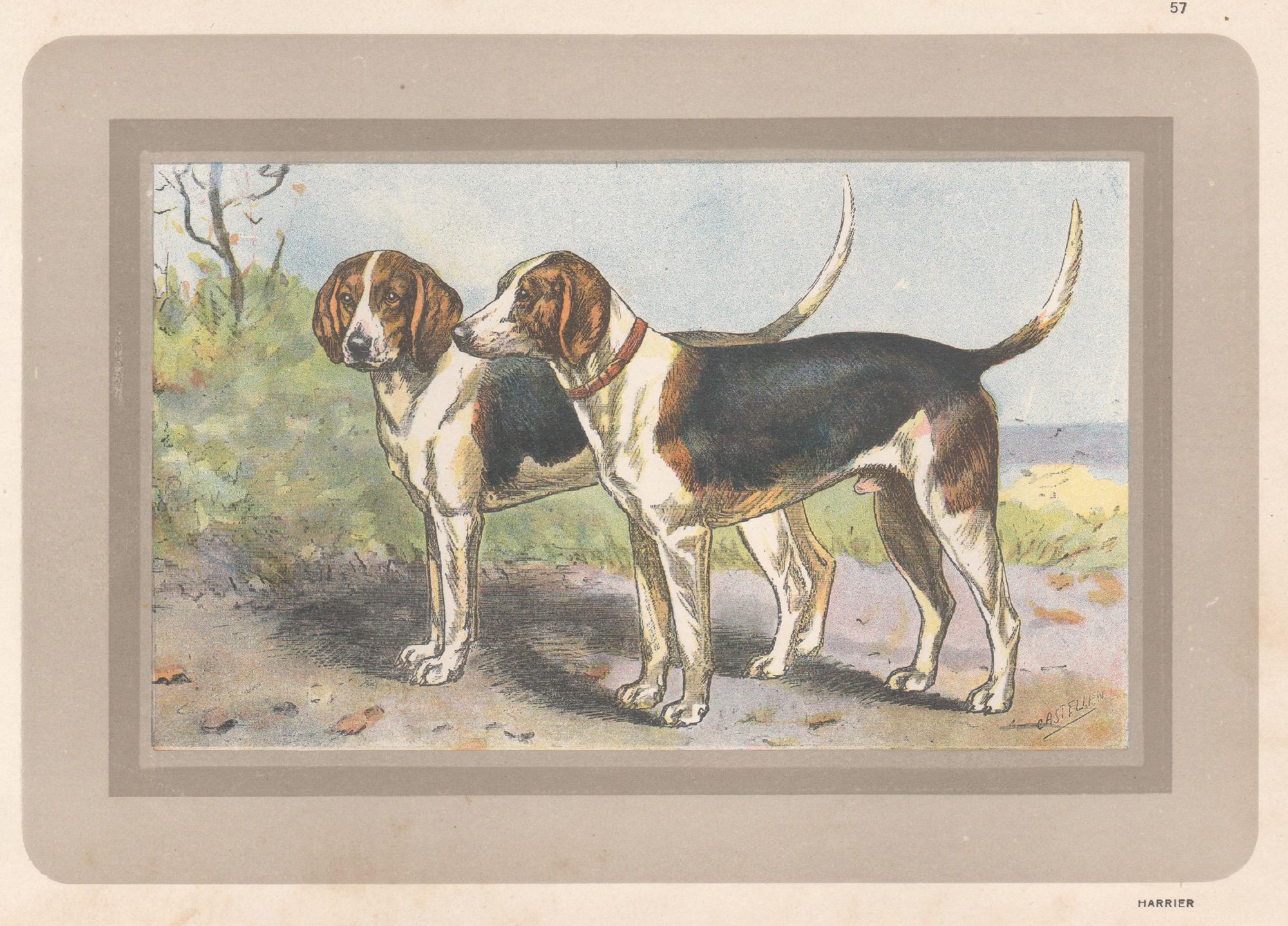 F Castellan Animal Print – Harrier, Französischer Chromolithographiedruck mit Hund, 1931