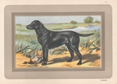 Labrador, French hound dog chromolithograph print, 1931