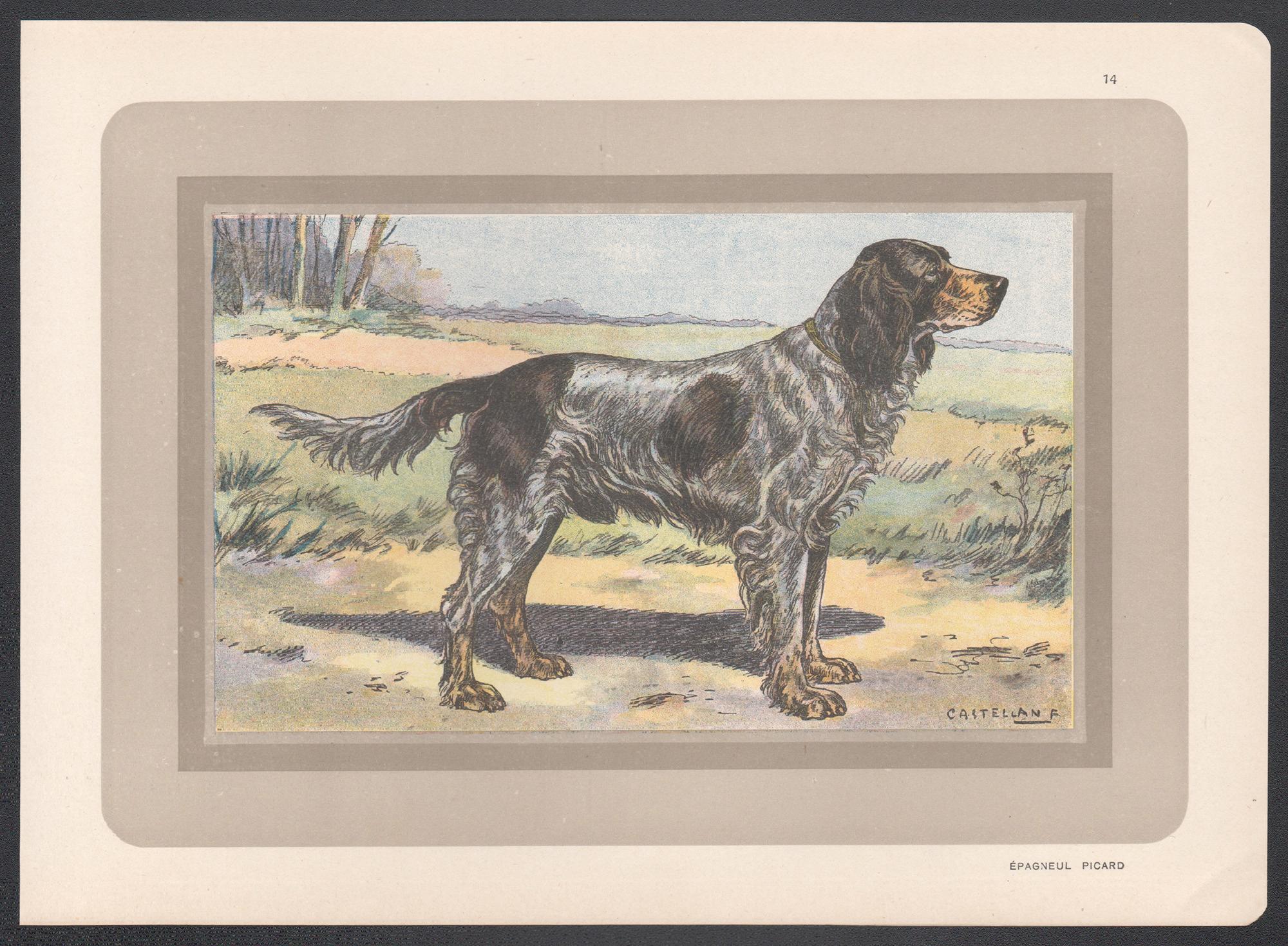 Picardy Spaniel, Französischer Chromolithographiedruck mit Hund, 1931 – Print von F Castellan
