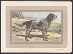 Picardy Spaniel, French hound dog chromolithograph print, 1931