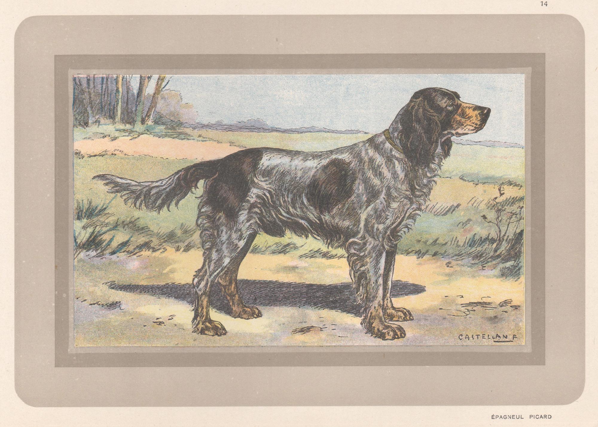 F Castellan Animal Print – Picardy Spaniel, Französischer Chromolithographiedruck mit Hund, 1931