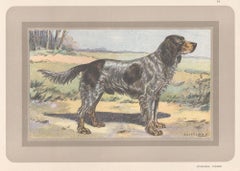Picardy Spaniel, French hound dog chromolithograph print, 1931
