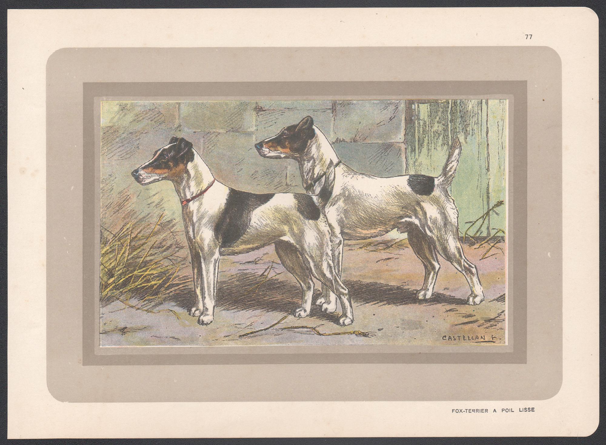 Tirage chromolithographie d'un terrier de renard aux cheveux éclatants, chien de chasse français, 1931 - Print de F Castellan