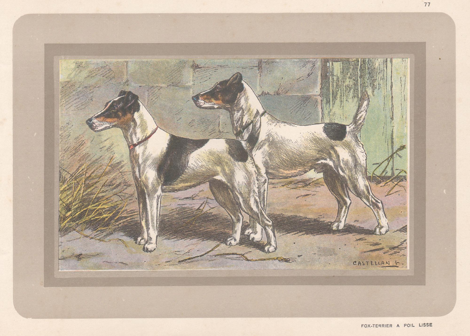 Animal Print F Castellan - Tirage chromolithographie d'un terrier de renard aux cheveux éclatants, chien de chasse français, 1931