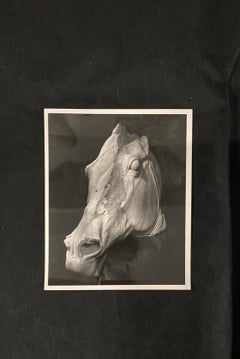 F. L. Kenett, "Ancient Horse Head", original 1950s black and white photograph