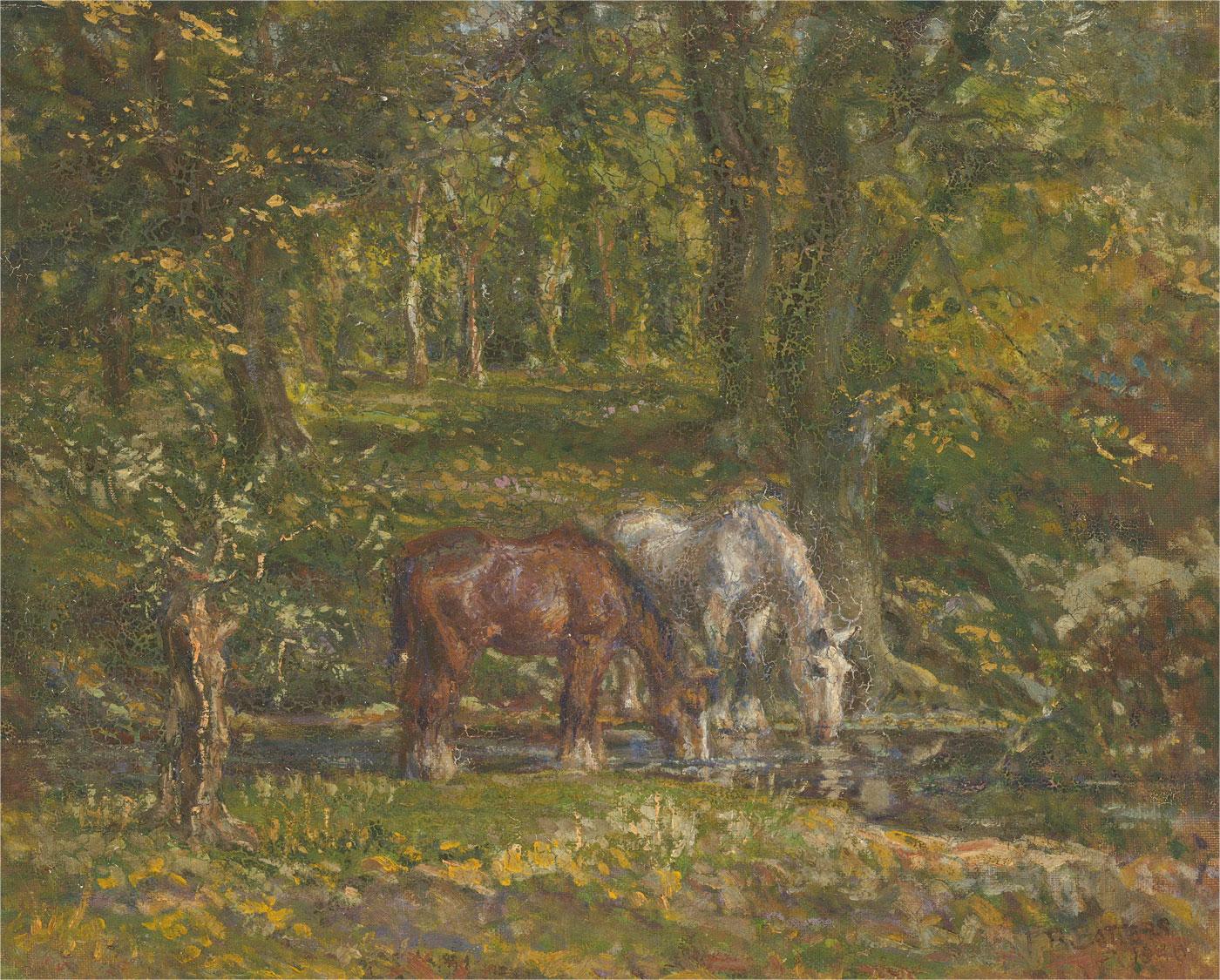 new forest ponies for sale