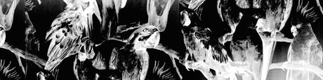 Parisian Parrots Antiques Fine Art Design
