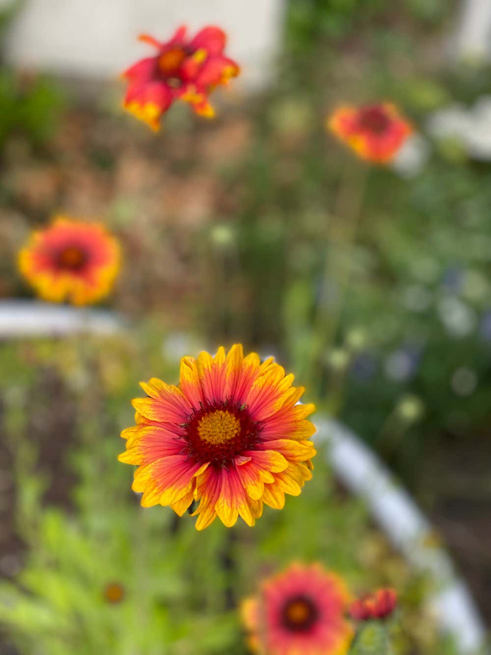 Modernism Seeds Bergen op Zoom 4614AD 1stDibs