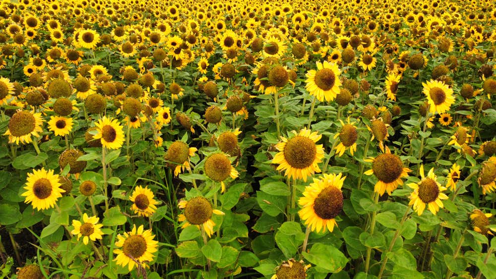 Modernism Seeds Bergen op Zoom 4614AD 1stDibs