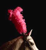 Show Pony Palm Beach