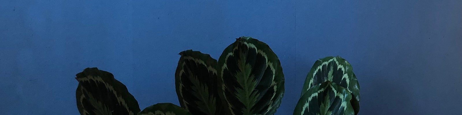 VintageChampignon